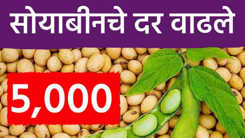 सोयाबीन बाजारात ‘बिजवाई’चा पुन्हा खेळ: विक्रमी दराआड दडले सर्वसामान्यांचे वास्तव!