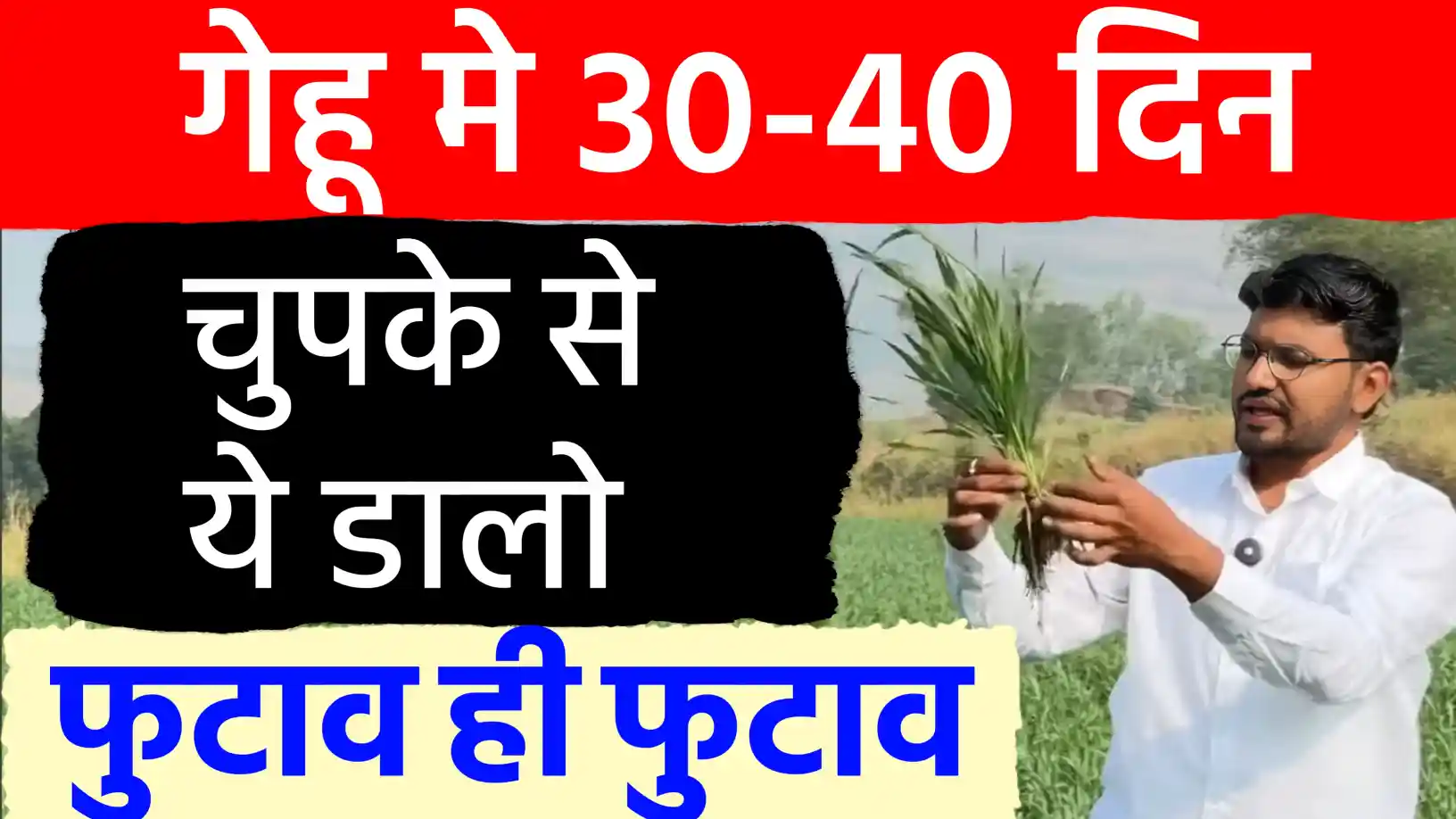  गेहूं में जबरदस्त फूटान के लिए कम खर्चे वाला NPK स्प्रे