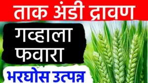 गहू पिकाला निघतील भरपूर फुटवे! उत्पादनात वाढ करण्यासाठी वापरा ‘ताक-अंडी’ द्रावण