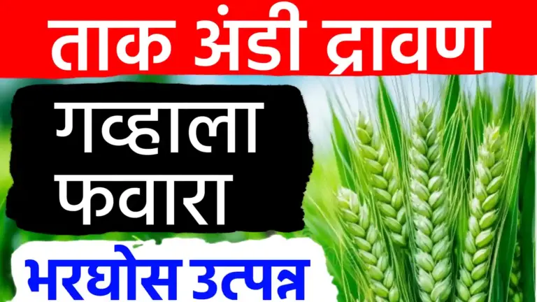 गहू पिकाला निघतील भरपूर फुटवे! उत्पादनात वाढ करण्यासाठी वापरा ‘ताक-अंडी’ द्रावण