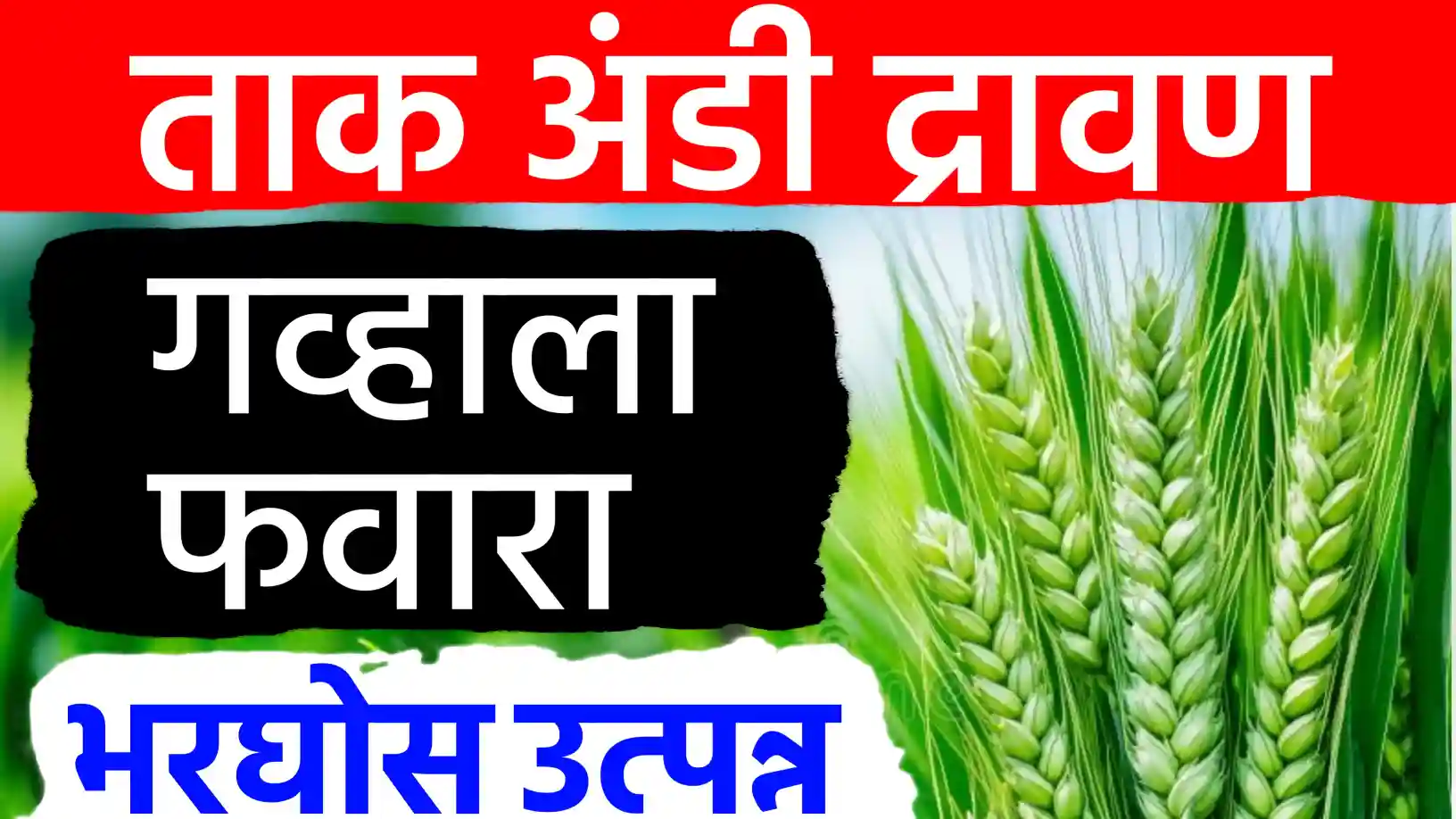 गहू पिकाला निघतील भरपूर फुटवे!